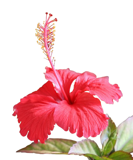 Gurhal Pushp (Hibiscus rosa-sinensis)